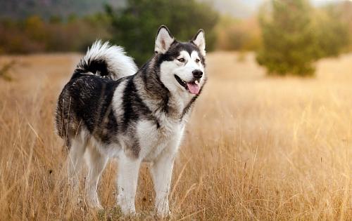 Alaskan Malamute