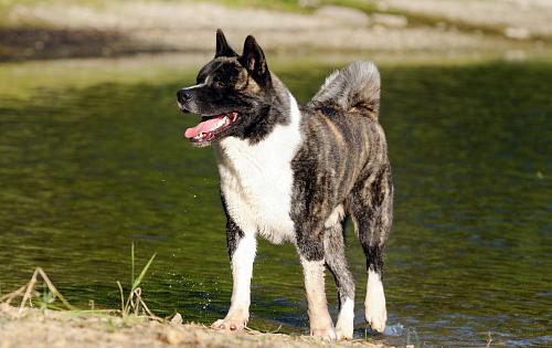 American Akita dog