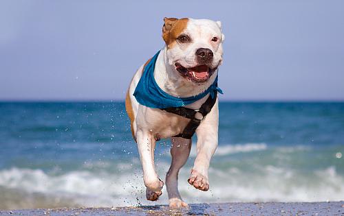 American Bulldog dog