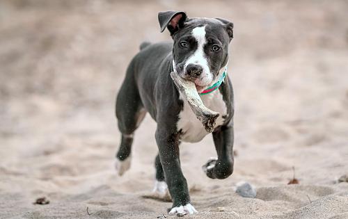 American Pitbull Terrier dog
