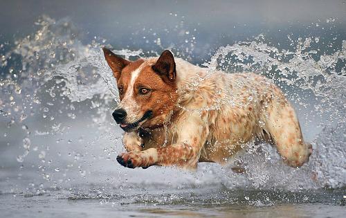 Australian Cattle Dog dog