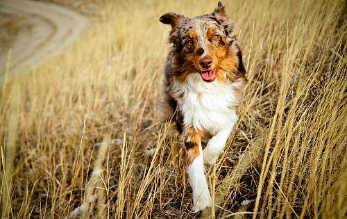 Australian Shepherd dog