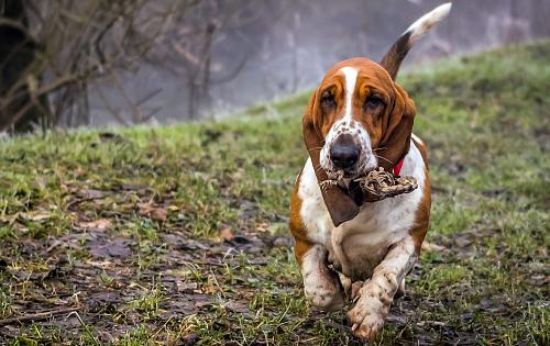 Basset Hound