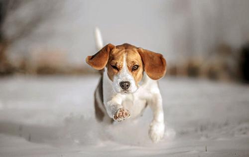 Beagle dog