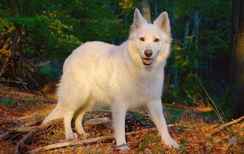 Berger Blanc Suisse dog