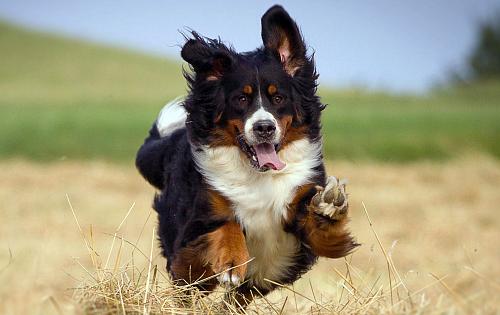 Bernese Mountain Dog dog