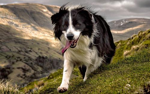 Border Collie