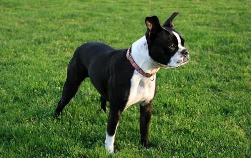 Boston Terrier dog