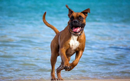 Boxer dog