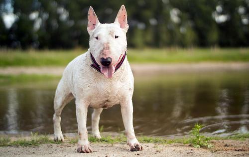 Bull Terrier dog