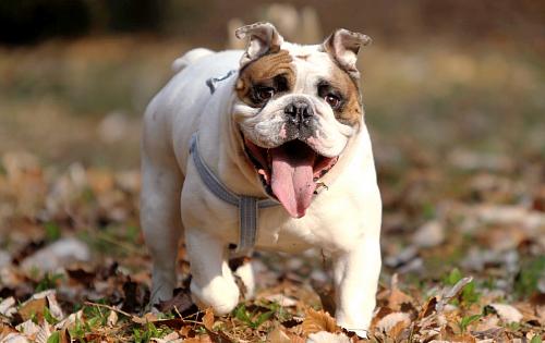 Bulldog dog