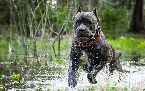 Cane Corso dog