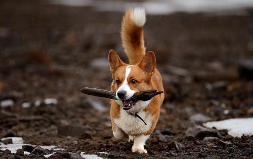 Cardigan Welsh Corgi dog