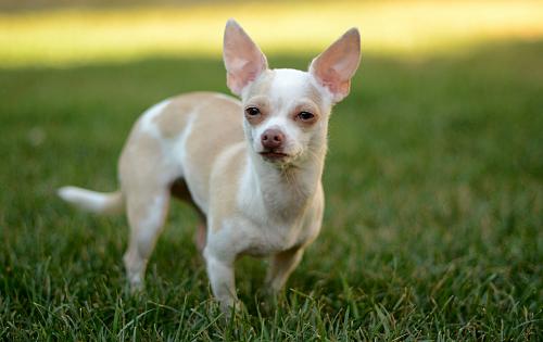 Chihuahua