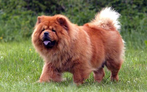 Chow Chow dog