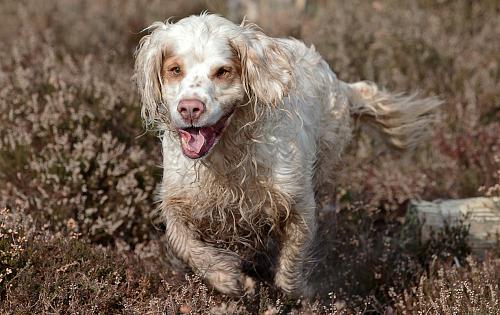 Clumber Spaniel dog