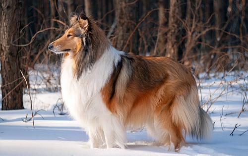 Collie dog