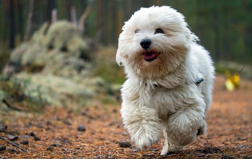 Coton De Tulear dog