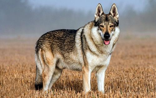 Czechoslovakian Wolfdog dog
