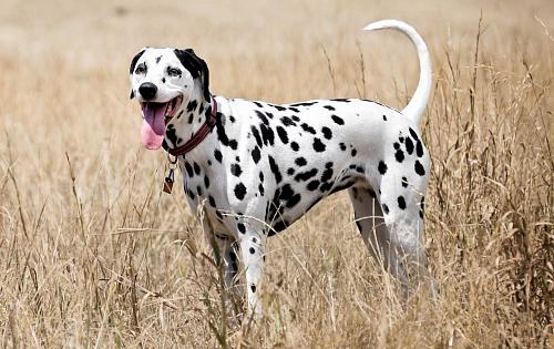 Dalmatian dog