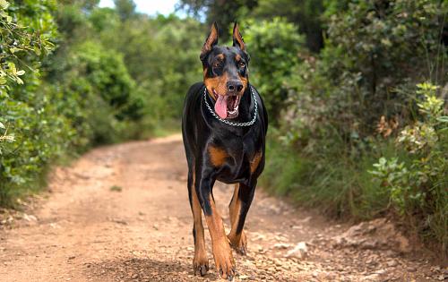 Doberman Pinscher dog