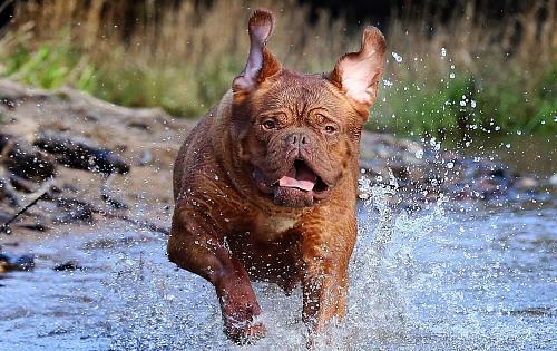 Dogue De Bordeaux dog