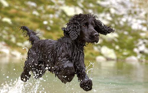 English Cocker Spaniel dog