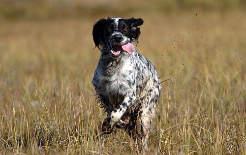 English Setter dog