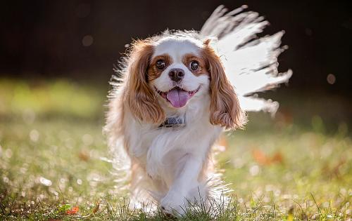 English Toy Spaniel dog