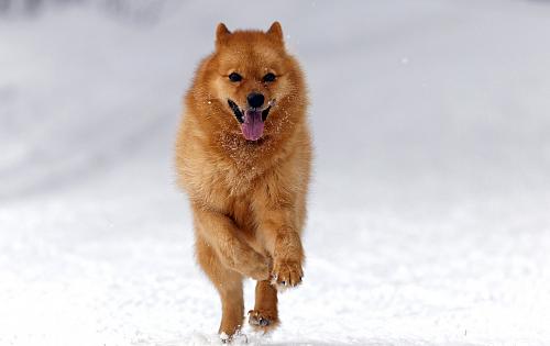 Finnish Spitz dog
