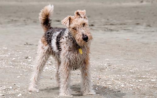 Fox Terrier dog