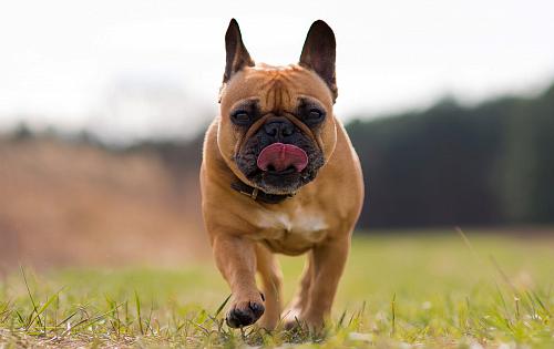 French Bulldog dog