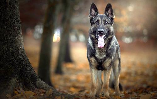 German Shepherd Dog