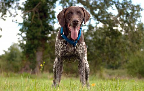 German Shorthaired Pointer dog
