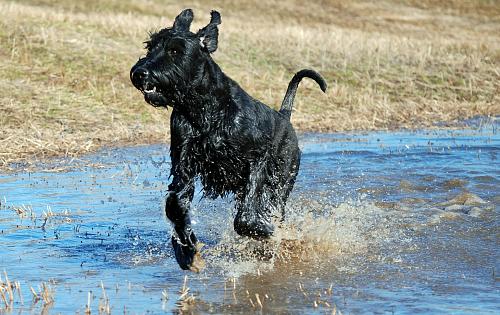 Giant Schnauzer dog