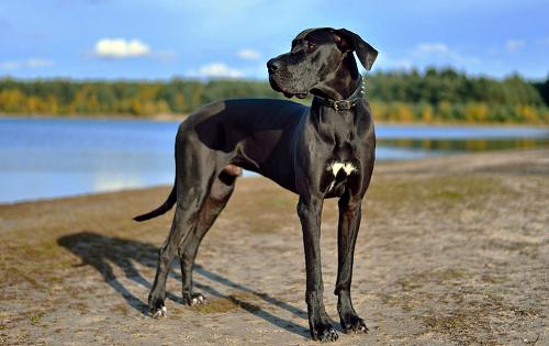 Great Dane