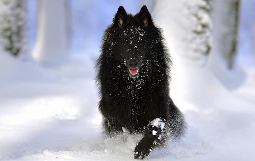 Groenendael dog
