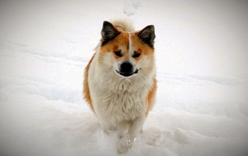 Icelandic Sheepdog dog