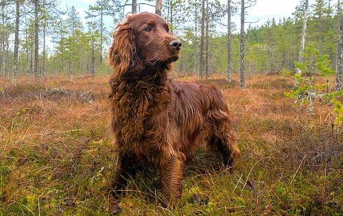 Irish Setter dog
