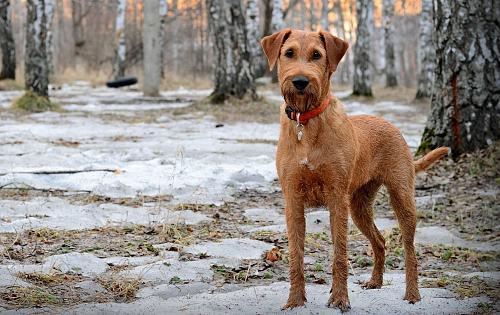 Irish Terrier dog