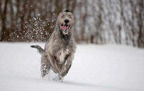 Irish Wolfhound dog