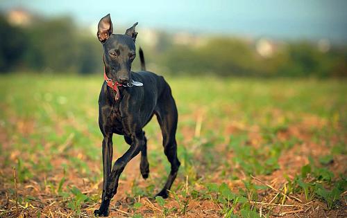 Italian Greyhound