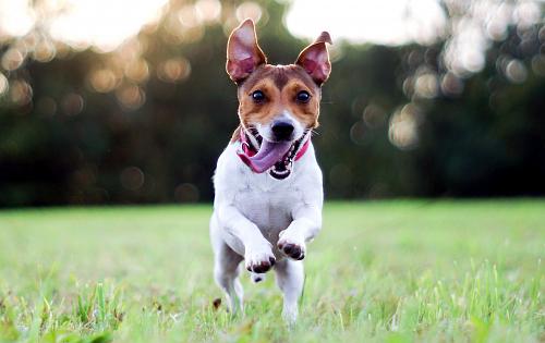 Jack Russell Terrier dog