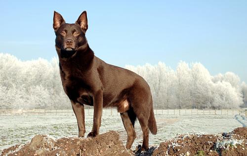 Kelpie dog