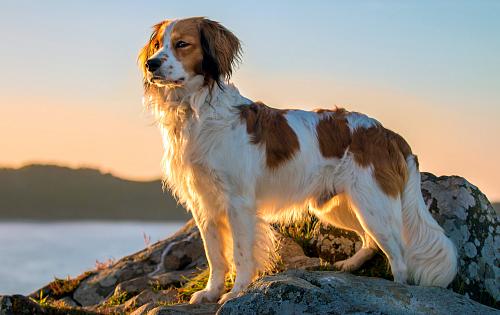 Kooikerhondje dog