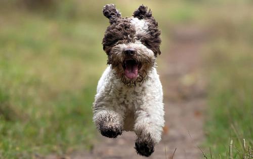 Lagotto Romagnolo