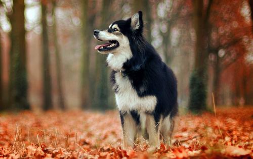 Lapphund dog