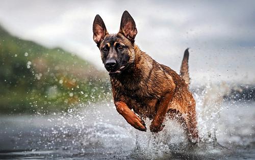 Belgian Malinois