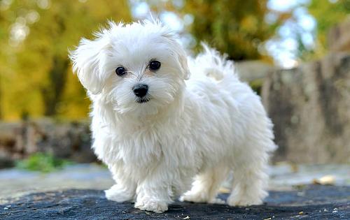 Maltese dog
