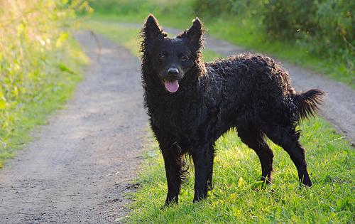 Mudi dog